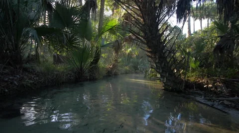 Paradise on a Tropical River Stock Footage 58375703