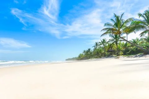 The paradise white sand beach palm trees Stockfoto's