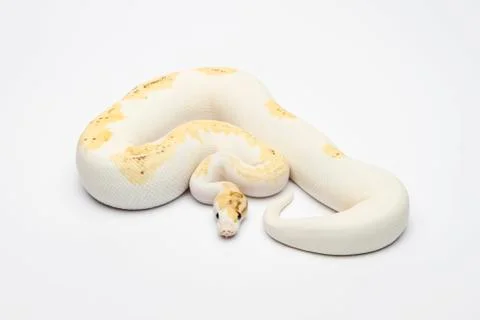 Paradox super fire ball python or royal python (python regius), male Stock Photos