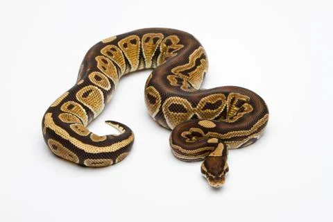 Paradox super fire ball python or royal python (python regius), male Stock Photos