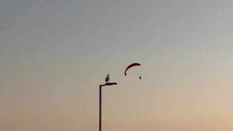 Paraglider Silhouette Video stock 336523610