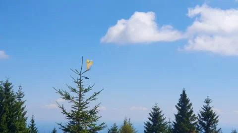 Paraglider Soaring Above Pine Forest Under Blue Sky and White Clouds Over Vídeo Stock 347208111