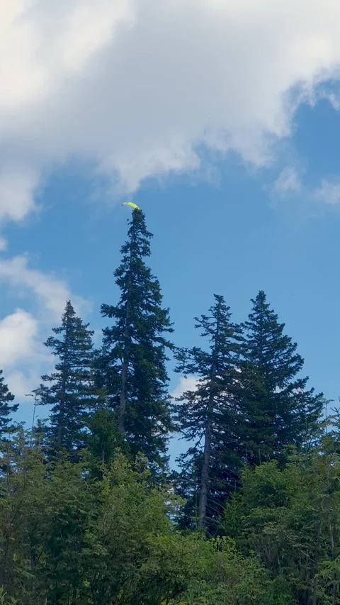 Paraglider Soaring Above Pine Forest Under Blue Sky and White Clouds Over Vidéo 348230603
