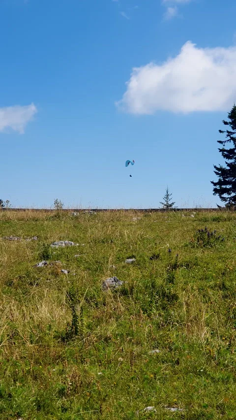 Paraglider Soaring Above Pine Forest Under Blue Sky and White Clouds Over Vidéo 348230929