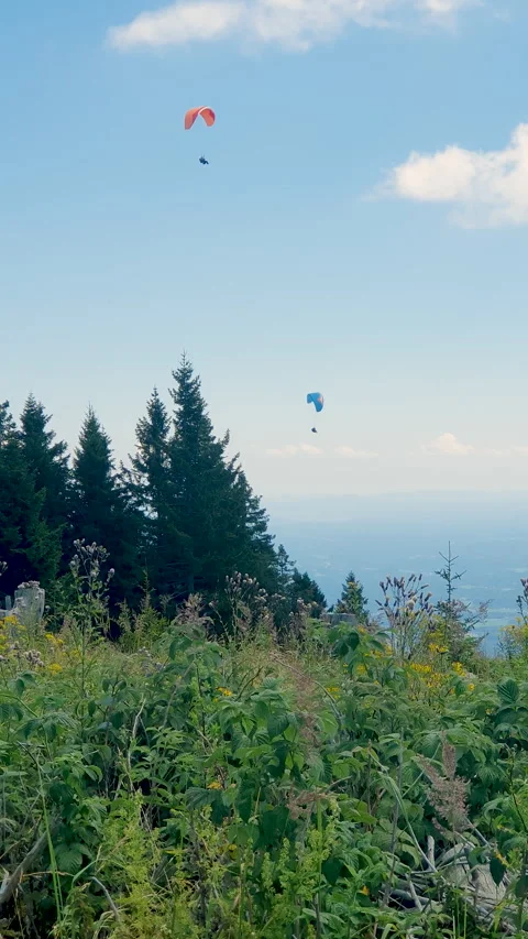 Paraglider Soaring Above Pine Forest Under Blue Sky and White Clouds Over Vidéo 348231050