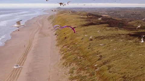 Paragliders Soaring Through Large Flock of Seagulls, Large beach, Netherlands Stock Footage 300954977