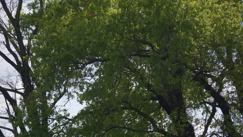 Paragliding Landing Tree Cloudy Stock Footage 111411916