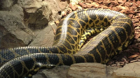 Paraguayan anaconda in motion Stock Footage 66331071