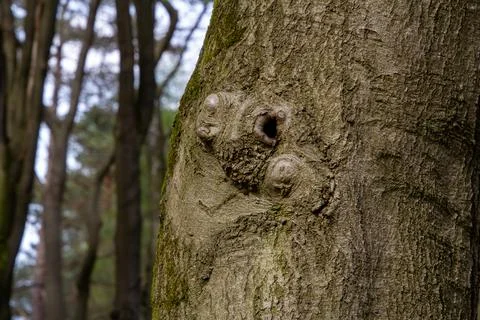 Paraidolia is seeing faces in trees Stock Photos