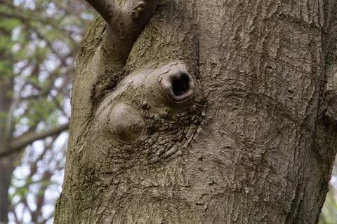 Paraidolia is seeing faces in trees Stock Photos