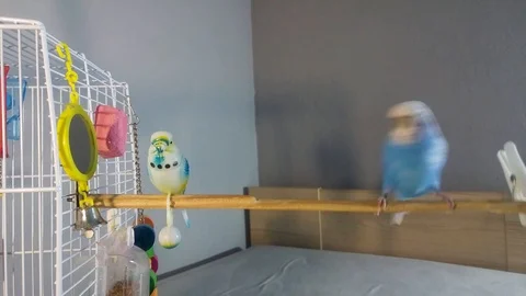 Parakeet attacking artificial parakeet to get to its position next to a mirror Video stock 91421273