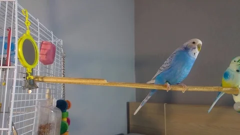 Parakeet attacking human finger, feeling danger 스톡 동영상 91421120