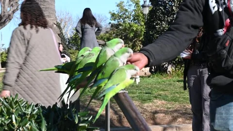 Parakeet in Barcelona, Spain 库存影片 297875860