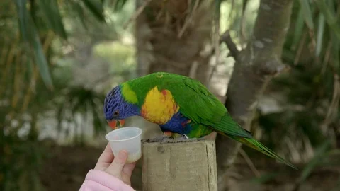 Parakeet being fed at the Zoo 스톡 동영상 93095589