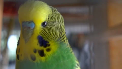 Parakeet bird in cage in HD 库存影片 145724393