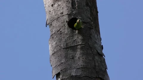 Parakeet Bird Parrot Nesting Hole Cavity Tree Trunk in Costa Rica Stock Footage 134479820