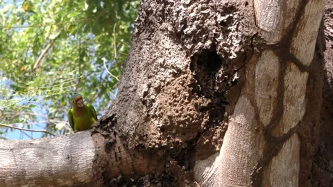 Parakeet Bird Perched Looking Around Termite Mound Tree Hole Nest Cavity Stock Footage 134403308
