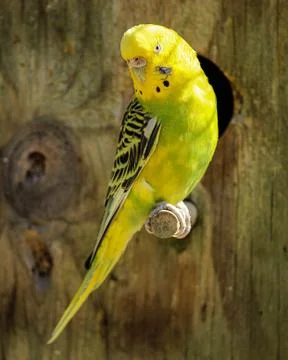 Parakeet bird Stock Photos