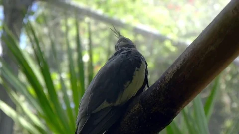 Parakeet Bird on Tree Stock Footage 79105689