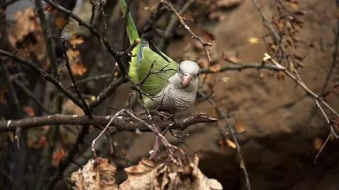 Parakeet biting Stock Footage 151653034