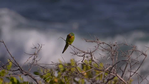 Parakeet on a branch - Super Slow Motion 4K 120fps Stock Footage 237308683
