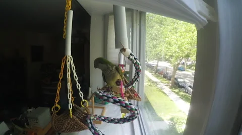 Parakeet chirps on rope perch. Stock Footage 54308133