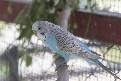 Parakeet is the common name for a diverse group of small parrots. Some para.. Stock Photos