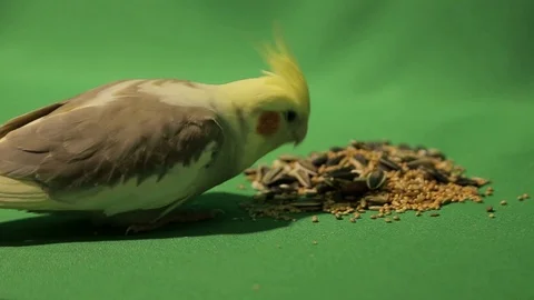 The parakeet of a coral on a green background Stock Footage 100295576