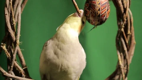 The parakeet of the corella with the easter egg Video stock 100295590