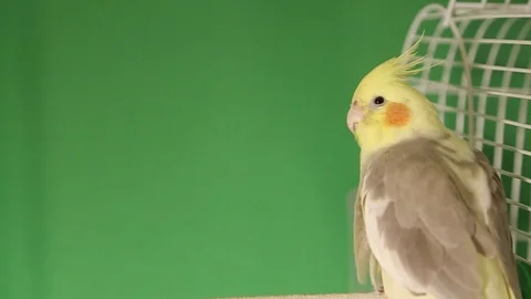 Parakeet of corella 스톡 동영상 100295931