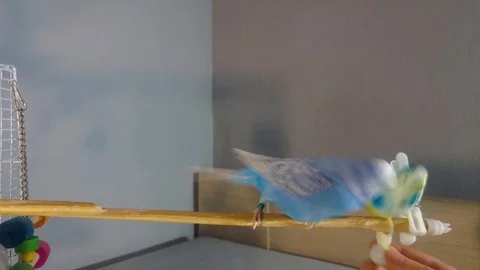 Parakeet defending itself against artificial parakeet. 库存影片 91421183