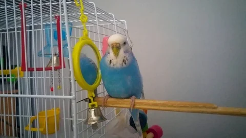 Parakeet doing weird stuff with its beak. Video stock 91421233