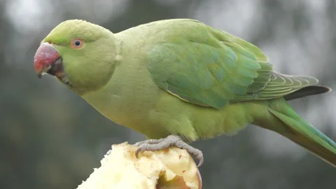 A parakeet eating an apple. Stock Footage 146251964