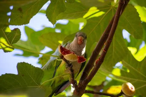 Parakeet eating fig in tree Stock Photos