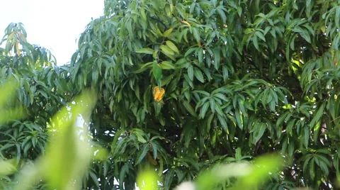 Parakeet eating a mango Stock Footage 58280938