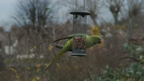 Parakeet Eating nuts from Bird Feeder in London Garden, Invasive Species 스톡 동영상 222675594