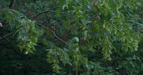Parakeet Feeding In a Tree 4K 스톡 동영상 258172525