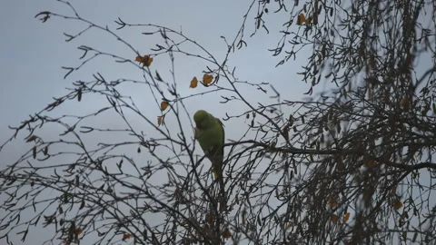 A parakeet feeding on a tree branch. Stock Footage 100352407