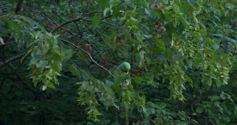 Parakeet Feeding In a Tree Proress 스톡 동영상 258172637