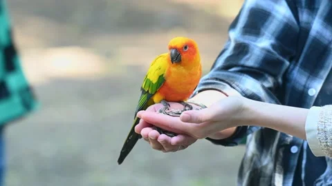 A Parakeet feeds from two hands in a local aviary, setting with people Video stock 156898446