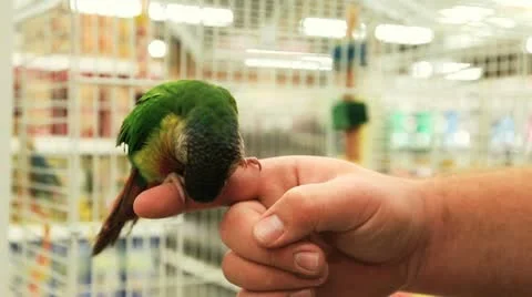 Parakeet on Finger 2 Stock Footage 12326736