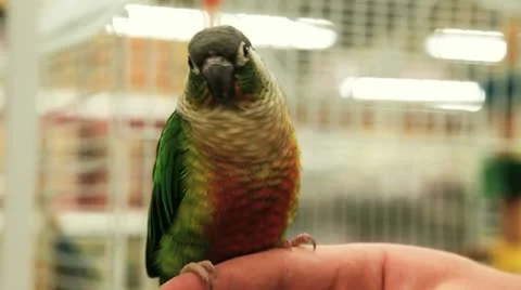 Parakeet on Finger Stock Footage 12326799