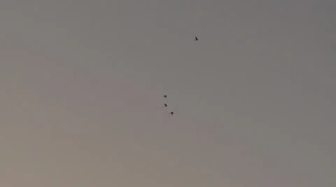 Parakeet Flock Flying at Dusk in India Video stock 39501007