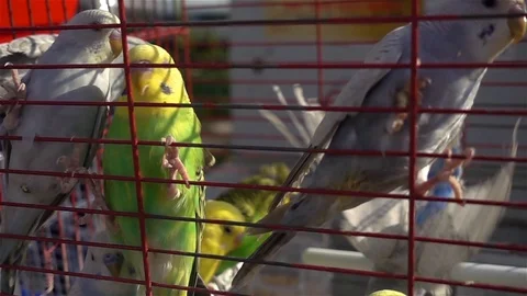 Parakeet Video stock 129472085