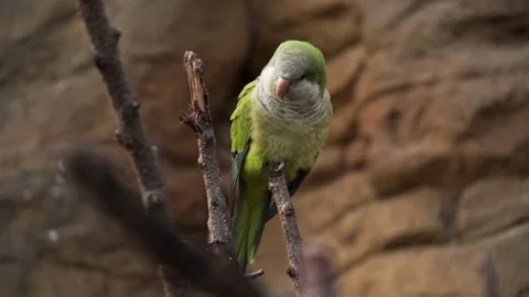 Parakeet Stock Footage 151652003
