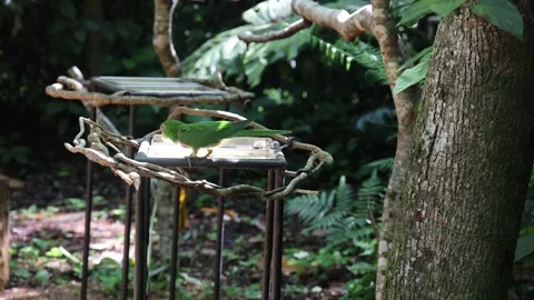 Parakeet Stock Footage 227574960
