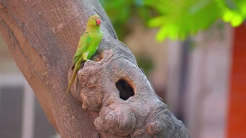 Parakeet Stock Footage 283734175