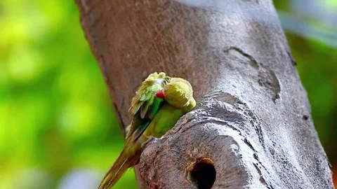 Parakeet Stock Footage 283735669