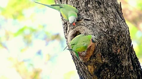 Parakeet Stock Footage 283763822