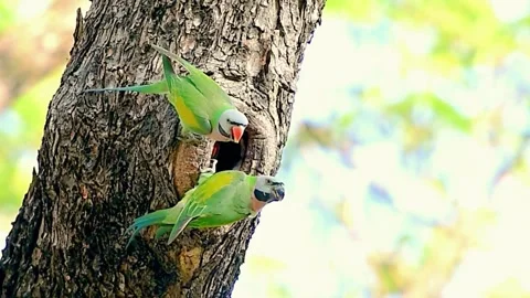 Parakeet Stock Footage 283772168